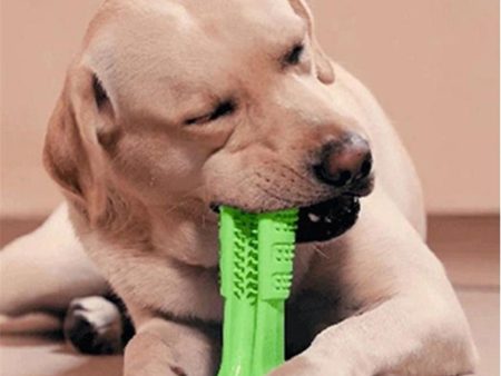 DIY Dog Toothbrush & Chew Toy Online Sale